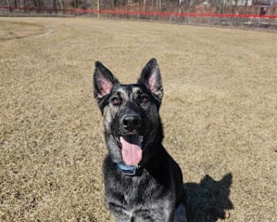 Dougie - German Shepherd Dog/Husky Mix Male Dog for Adoption