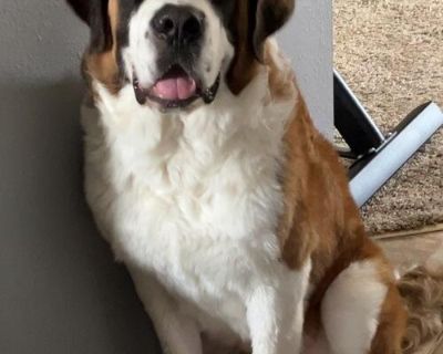 Needing to re-home my 8 month old St. Bernard. His name is Stan the Man. Hes the