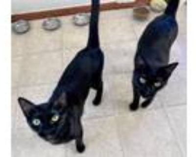 Adopt Fauna and Flora (Bonded Sisters) a Domestic Short Hair