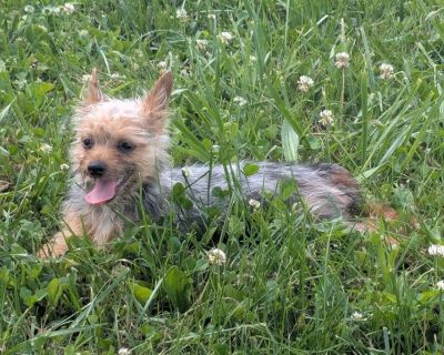 Silky Terrier