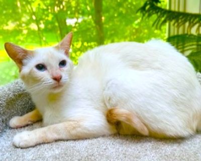 GORGEOUS NURIA! - Siamese Female Cat for Adoption