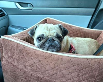 Introducing Foster Daisy to PugHearts. This sweet lady came in as an owner surrender with a list of health concerns. She is now starting to receive the love and care she needs. Daisy is 5 years old and 13 lbs. of pure love. She is currently dealing with dry eye requiring drops, heartworms, dermatitis, UTI and ear infection among other things. She will soon have her spay surgery and surgery to r...