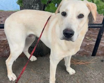 Oliver - Yellow Labrador Retriever Mix Male Dog for Adoption