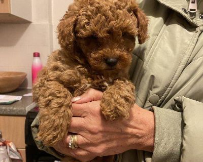 8 week old Tiny toy Poodle puppy ready to leave