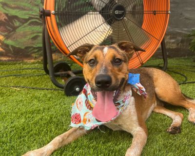 Maddox - Cattle Dog & German Shepherd Dog Mix Male Puppy for Adoption