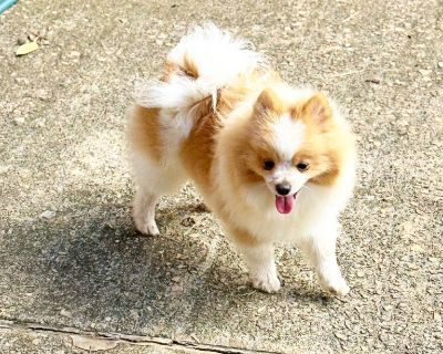CKC Pomeranian: CUBBY BEAR