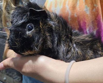 Bumblebee - Guinea Pig Male for Adoption