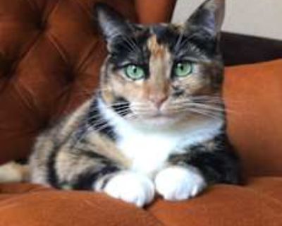 Emmy s full name is Emerald because of her beautiful green eyes. She is talkative and loves to cuddle. She is very calm and does not bite or scratch, just kneads for comfort. When in a new environment, she will hide and be a recluse for a bit, but then she gets comfortable and will nap anywhere out in the open. She also loves her kitty pal Zeke and doggy friend Suzy (if looking to adopt more th...