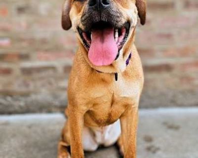 Mardi - Boxer/Bulldog Mix Female Dog for Adoption