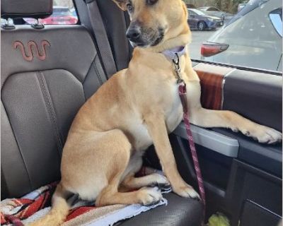 Emma - Female Puppy Black Mouth Cur for Adoption