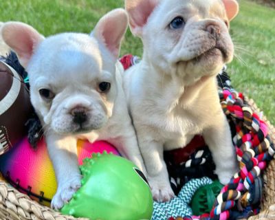 1 Male and 1 Female French Bulldog Puppies for Sale