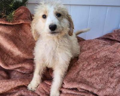 Golden doodle boy - Poodle (Standard)/Golden Retriever Mix Male Puppy for Adoption