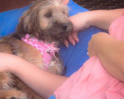 Natalie - Terrier (Unknown Type, Small)/Poodle (Miniature) Mix Female Puppy for Adoption