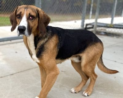 Gravy is a sweet, gentle hound with a warm heart and soft, soulful eyes. He loves attention, enjoys sniffy walks, and melts right into anyone who shows him kindness. Easygoing, affectionate, and ready for a family to love, Gravy is the comfort dog you've been craving.. Adult Male Large