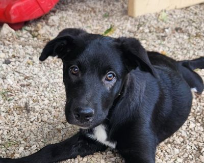Annika is the last of her litter and such a little sweetheart! Her mama is a Border Collie/Lab mix, and while we re not sure who dad was, one thing s for sure this girl is a gem. Annika loves to be close to her people, whether that means following you around the house or curling up in your lap for cuddles. She s a playful pup who enjoys chasing leaves in the yard, doing zoomies with her dog fri...