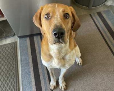 Layla - Hound (Unknown Type)/Bloodhound Mix Female Dog for Adoption