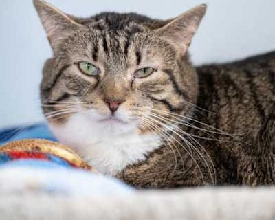 Hello, I`m Kimball. I value my independence and tend to be a bit shy, but once I get to know you, we could be best of friends. I`m FIV+, but don`t worry; FIV is a disease that only affects cats and cannot be transmitted to humans or other animals. FIV+ kitties like me can still live a long and happy life with the right care. I enjoy quiet afternoons, a cozy spot to nap, and the occasional treat...