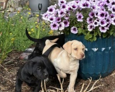 Labrador Retriever Puppies