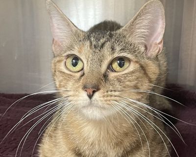 PARIS - Domestic Short Hair Female Cat for Adoption