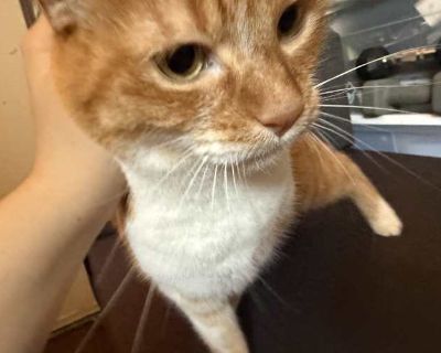 Creamsicle - Tabby Female Cat for Adoption