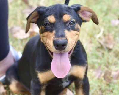 EVAN - Beagle & Australian Cattle Dog / Blue Heeler Mix Male Puppy for Adoption