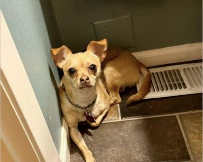 Lady Grr Baby - Female Puppy Chihuahua mix for Adoption