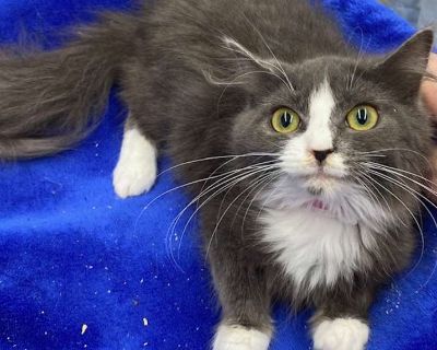 Mochi - Russian Blue Female Kitten for Adoption
