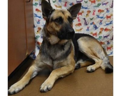 Webster - German Shepherd Dog/Mixed Breed (Medium) Mix Male Dog for Adoption