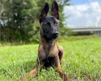 Rumble - Male Puppy Belgian Malinois / German Shepherd for Adoption
