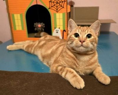 Child. Orange or red tabby. Hair: short. Please contact Dana ( [email protected] ), (925) 586-6408 for more information about this pet. Want to meet? [ Fill out the Application ] , then email it to the contact in this bio. Born in March 2025 , these handsome kittens are the second to last litter from a neighborhood mama cat. Thanks to caring neighbors, their mom has now been spayed, adopted, an...