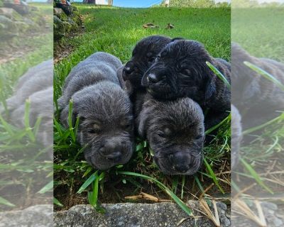 Puppies - Cane Corso Female Puppy for Sale