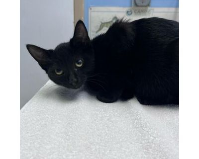 Lilith - Domestic Shorthair/Domestic Shorthair Mix Female Cat for Adoption