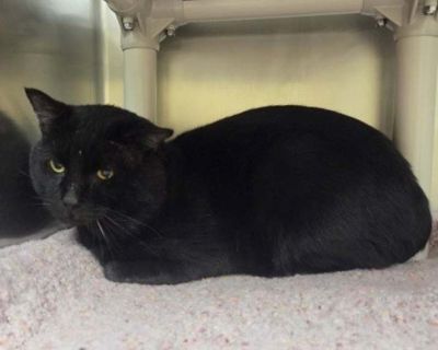 Adult. Black (all). Hello! Im Panther! Thanks for taking the time to read more about me. I am a new arrival at the shelter and my friends here are still getting to know my personality. Please call or check back soon to learn more about me! Adoption process Hours: Monday - Tuesday (by appointment only) | 11 am - 6 pm Wednesday - Friday | 12 pm - 7 pm Saturday - Sunday | 11am - 7pm Please note th...