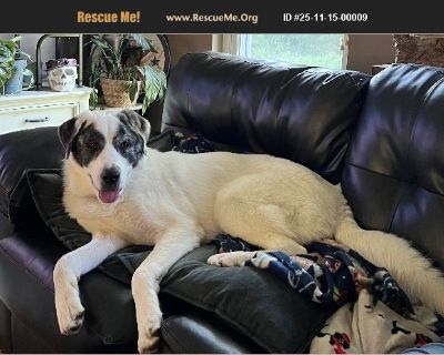 With much sadness, I need to rehome Bella. She is attacking my pittie Oliver and he is terrified of her. And I am getting bitten as well, when I try to break up the fighting. It is not safe for any of us (I have 8 dogs total) and the dogs are all stressed and on edge, as am I. Otherwise, she is a very sweet dog. Likely a Pyr; she has double dewclaws. She's about 11 months old; she's updated on ...