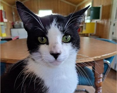 Oreo - Male Kitten Domestic Cat / American Shorthair for Adoption
