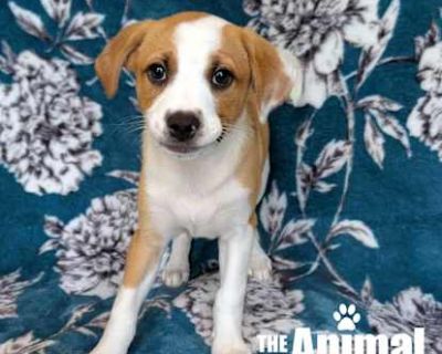 Nova - Labrador Retriever Female Puppy for Adoption