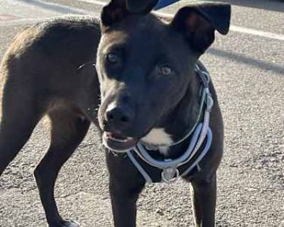 Eugene - Pit Bull Terrier/German Shepherd Dog Mix Male Puppy for Adoption