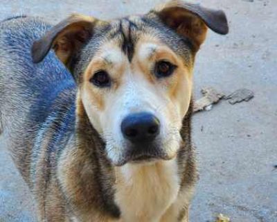 Captain - Anatolian Shepherd/Husky Mix Male Dog for Adoption