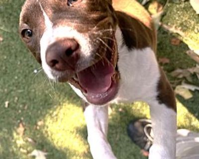 Lasso - Terrier (Unknown Type, Medium)/Terrier (Unknown Type, Medium) Mix Male Puppy for Adoption