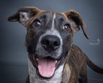 Karina - Plott Hound & Bull Terrier Mix Female Dog for Adoption