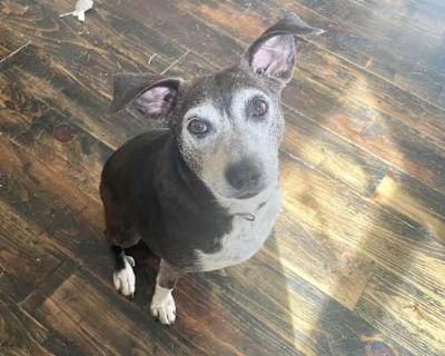 Jimmy - Terrier (Unknown Type, Medium) Male Dog for Adoption