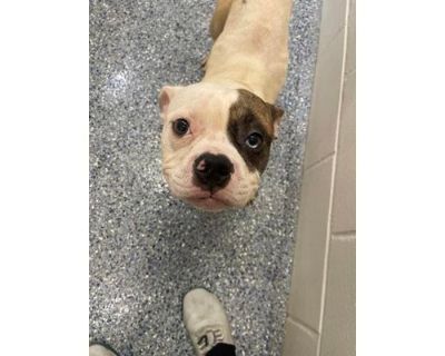 Stuart - American Bulldog/Mixed Breed (Medium) Mix Male Dog for Adoption