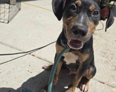 Quinton - Catahoula Leopard Dog Mix Male Puppy for Adoption