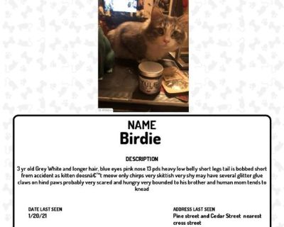 Lost cat - Birdie