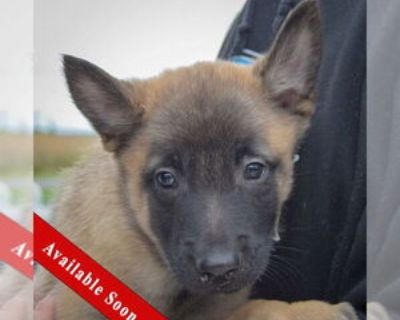 Toby - Male Mutt Baby for Adoption