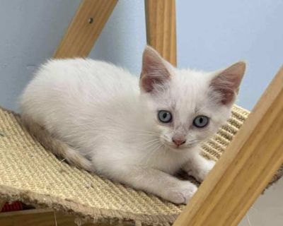 Elliot - Domestic Shorthair Male Cat for Adoption