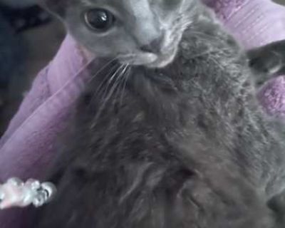 Gracie is super sweet and very chill she loves to sleep. She s not a picky eater and she s litter box trained. She s about 7 months old now. I ve had her since she was born and she s now the last of the litter but needing a loving home. She loves to sit in your lap and a laser toy.. Good with kids Not good with dogs Not good with cats Housetrained. Breed Domestic Shorthair Color Gray or Blue Ag...