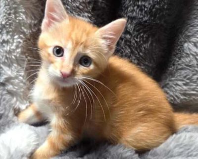 Meet Milo This adorable orange fluffball is as sweet as he looks. Milo is a playful, loveable little guy who melts into cuddles and purrs the second you pick him up. He s great with both dogs and cats, making him the perfect addition to any home. If you re looking for a friendly, fluffy companion who will bring warmth and joy to your days Milos your boy!. Good with kids Good with dogs Good with...