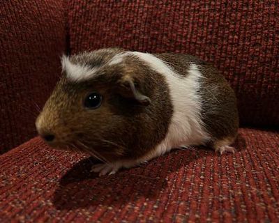 Current location Windsor, CO Penny is an adorable young crested girl looking for a friend. If you have a girl or a neutered boy looking for a companion, Penny might be the girl for you! She is quite young still and has been learning to love snuggles and veggie treats in her current foster home. She is an excellent wheeker and would love to brighten your home with her voice! ************** Cavie...