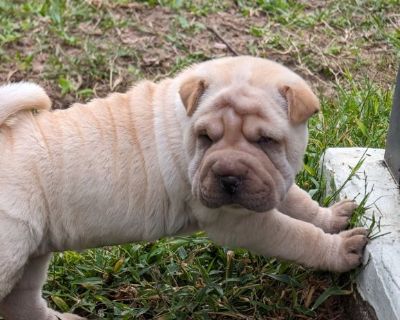 Puppyfind sales shar pei